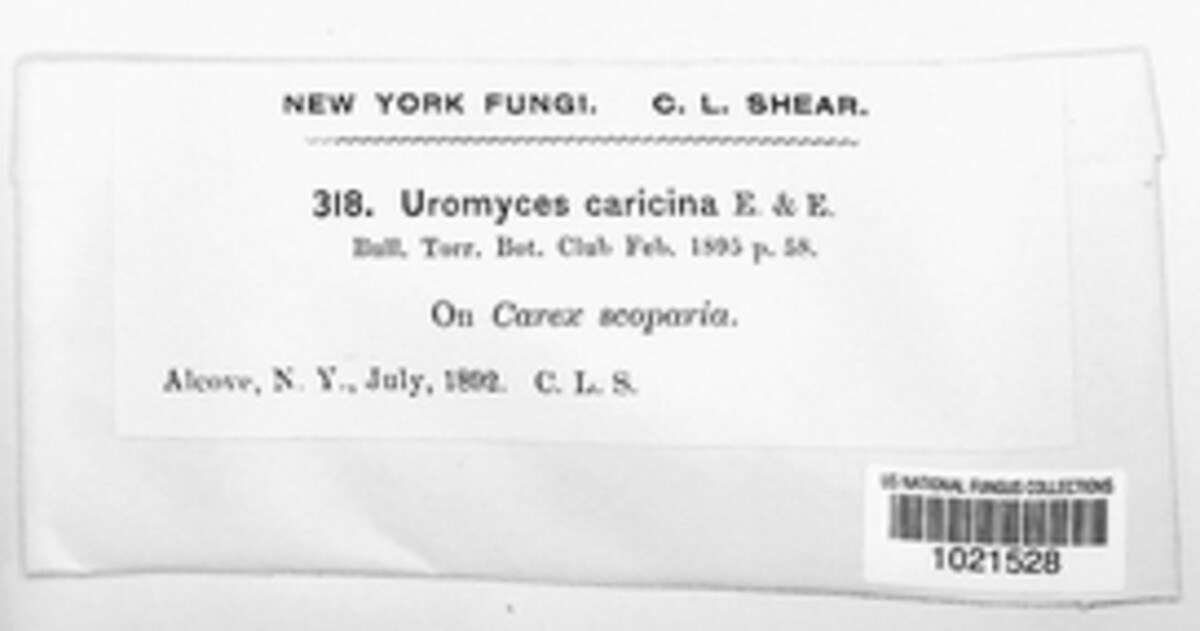 Uromyces caricinus image
